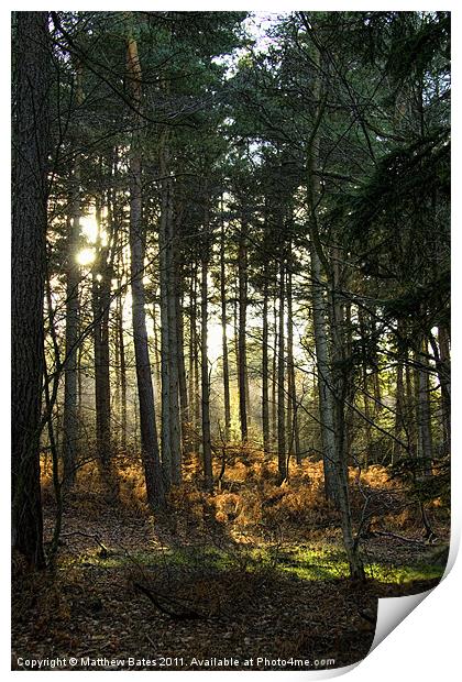 Woodland Lights Print by Matthew Bates