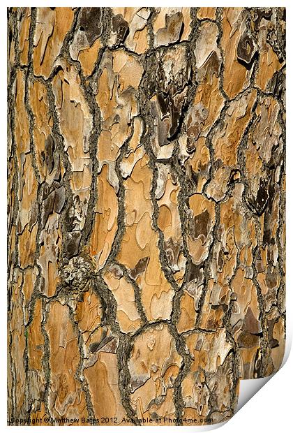 Pine Textures Print by Matthew Bates