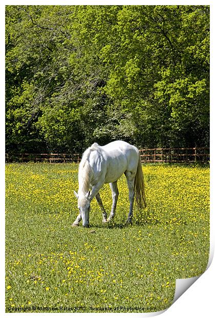 White Horse Print by Matthew Bates