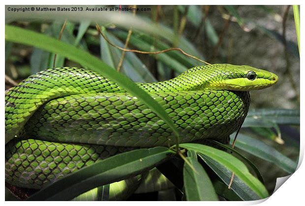 Green Snake Print by Matthew Bates