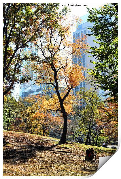 Central Park trees Print by Matthew Bates