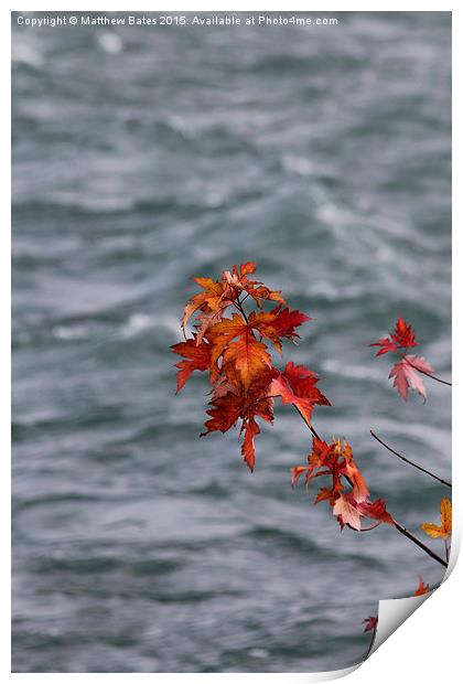 Autumn Leaves Print by Matthew Bates