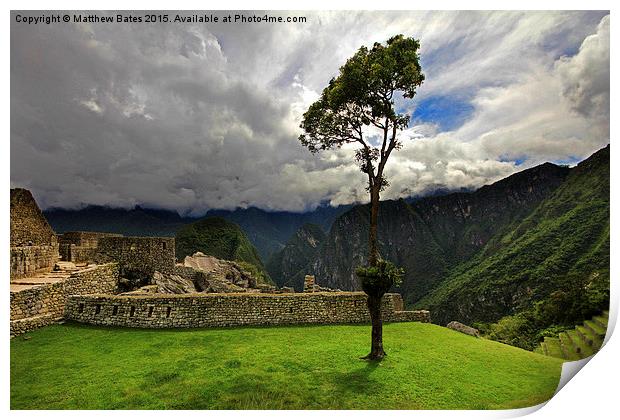 Machu Picchu tree Print by Matthew Bates