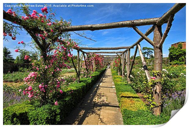 Polesden Lacey rose garden Print by Matthew Bates