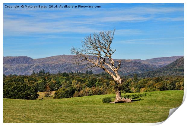 Windswept tree Print by Matthew Bates