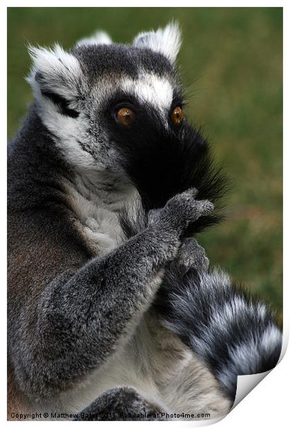 Naughty Lemur Print by Matthew Bates