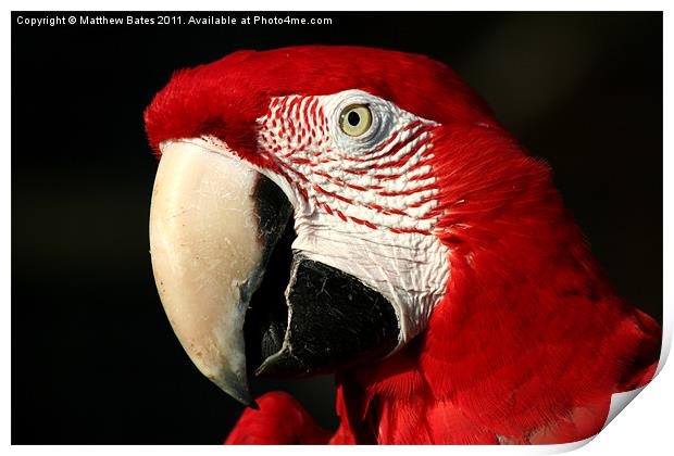 Red Macaw Print by Matthew Bates