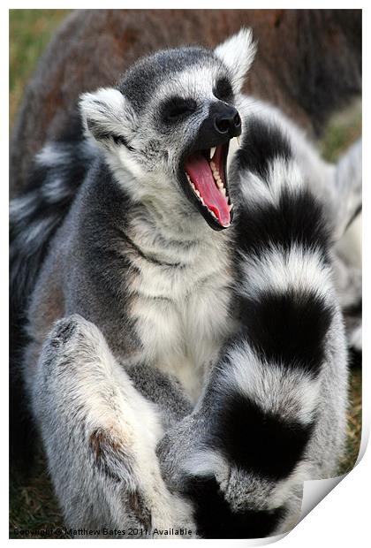 Yawning Lemur Print by Matthew Bates