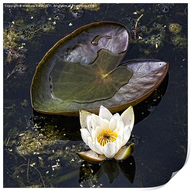 Lily pad and Lotus Print by Matthew Bates
