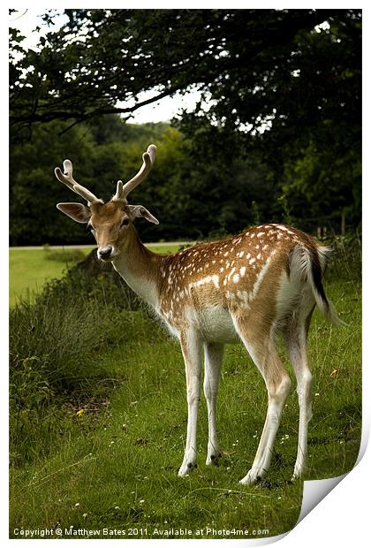 Fallow Deer. Print by Matthew Bates