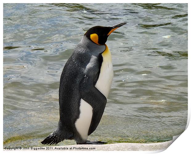 King Penguin Print by John Biggadike