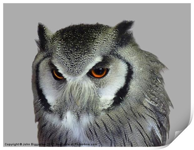 Southern white-faced owl Print by John Biggadike