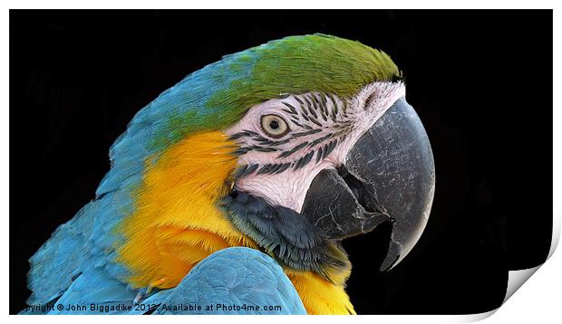 Blue and gold Macaw Print by John Biggadike