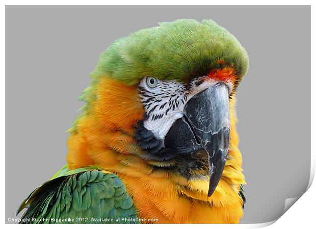 Hybrid Macaw Print by John Biggadike