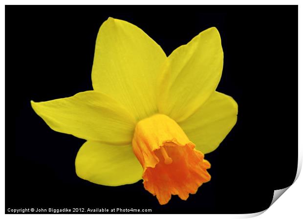 Daffodil or Narcissus Print by John Biggadike