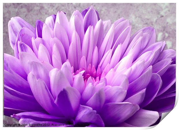 Lilac Chrysanthemum Print by John Biggadike