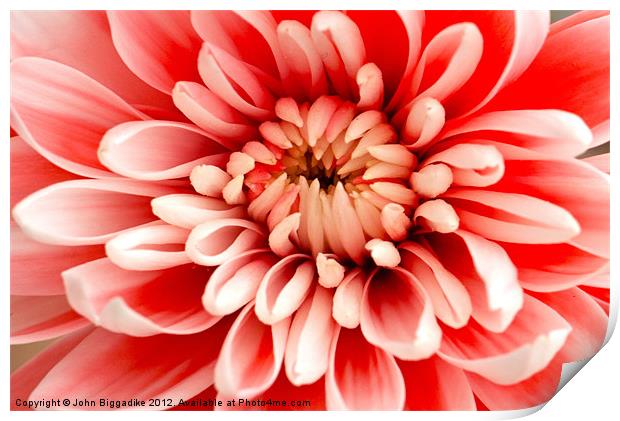 Pink Chrysanthemum from above Print by John Biggadike