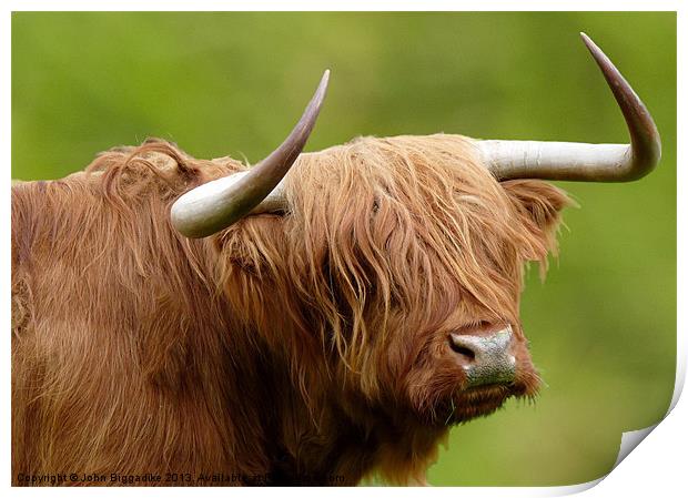 West Highland Cow Print by John Biggadike