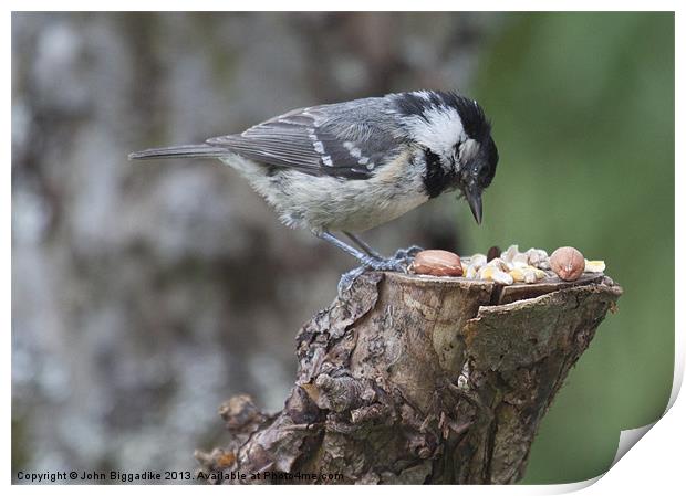 Coal Tit Print by John Biggadike