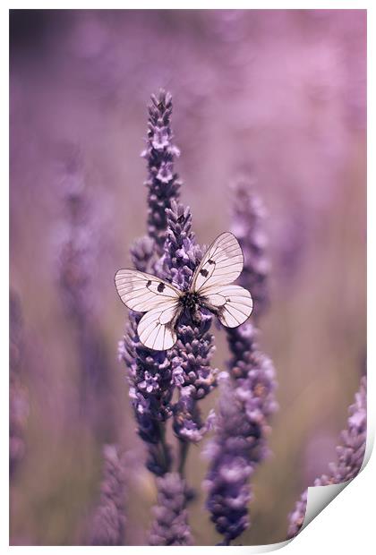 Butterfly on Lavender Print by Vikki Davies
