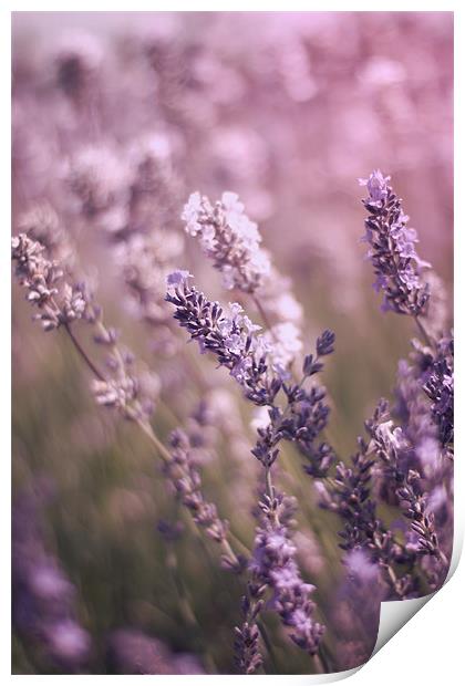 English Lavender Fields Print by Vikki Davies