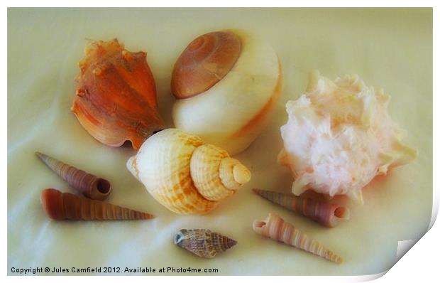 Pearlised Shells Print by Jules Camfield