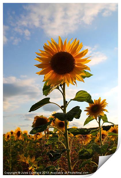 Sunflower Print by Jules Camfield