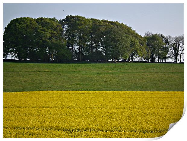 Two Toned Field Print by Jules Camfield