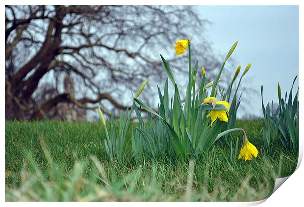 Spring Daffodils Print by Daniel Gray