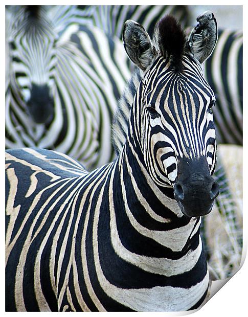 Zebra Print by Lee Morley