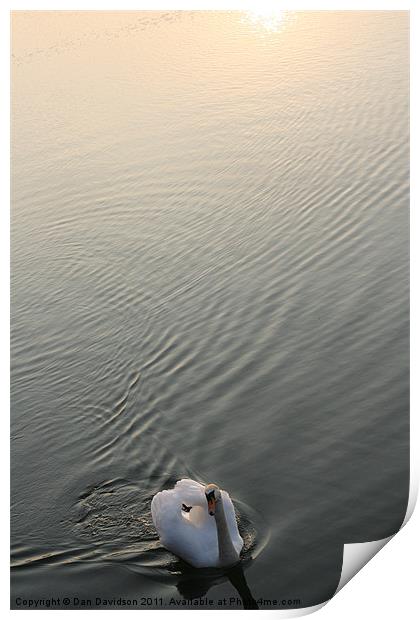 Swan Lake Print by Dan Davidson