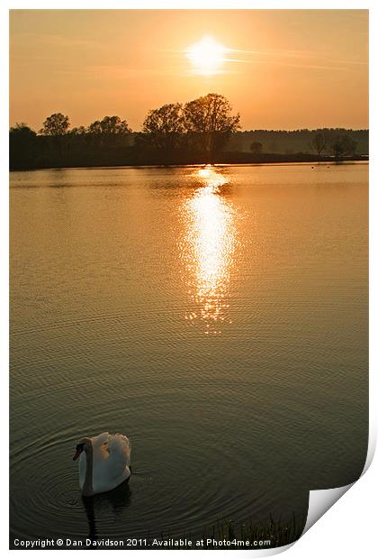 Swan Lake at Sunset Print by Dan Davidson