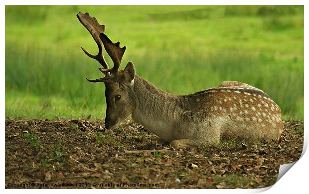 Deer Stag Print by R K Photography