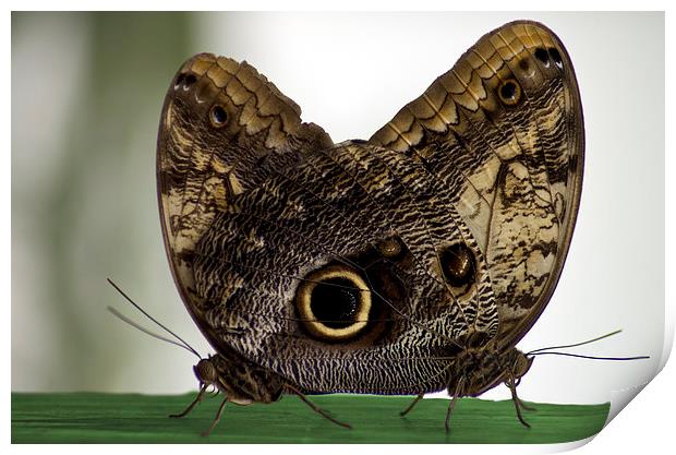 A pair of Owl butterflies Print by R K Photography