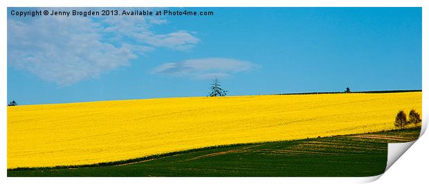 Rape seed oil on the Black Isle Print by Jenny Brogden