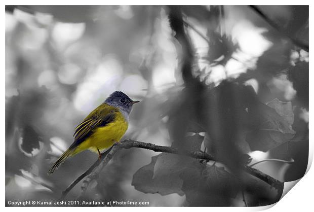 Grey headed canary Flycatcher Print by Kamal Joshi