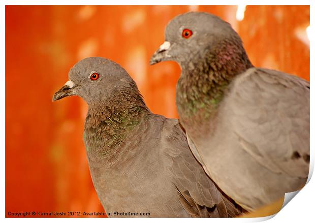 wild pigeons Print by Kamal Joshi