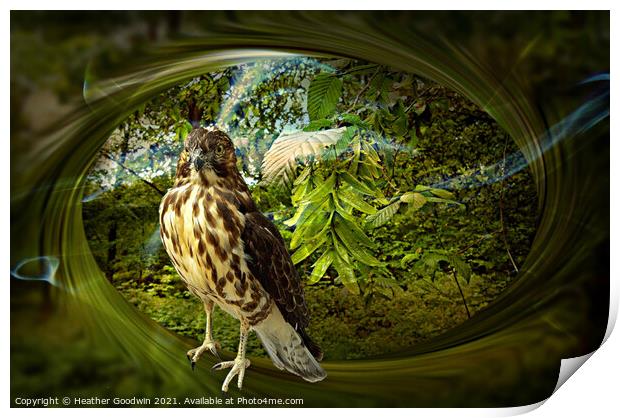 Falcon's Haunt Print by Heather Goodwin