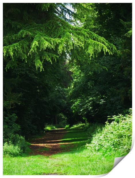 Woodland path Kingsweston. Print by Heather Goodwin