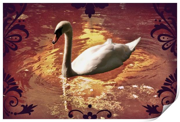 White Swan. Print by Heather Goodwin