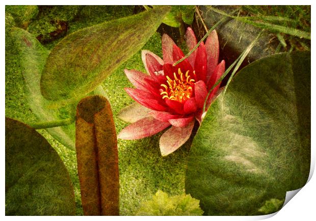  First Water Lilly. Print by Heather Goodwin