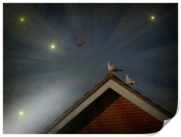  Moon Gazing Gulls. Print by Heather Goodwin