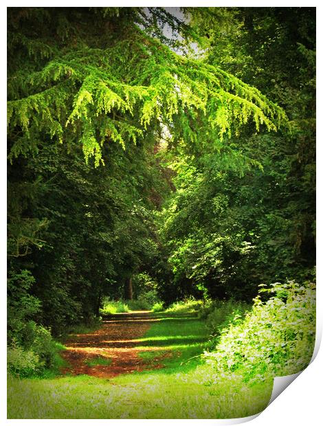 Woodland Path - Kingsweston, Bristol. Print by Heather Goodwin