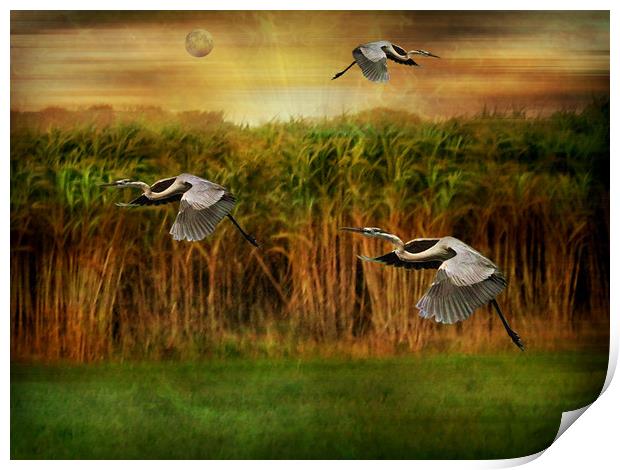 Dance of the Herons. Print by Heather Goodwin