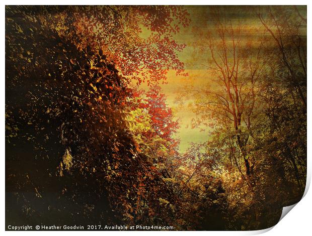 Autumn Canopy. Print by Heather Goodwin