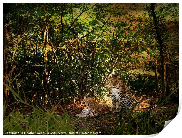 Leopards Retreat. Print by Heather Goodwin