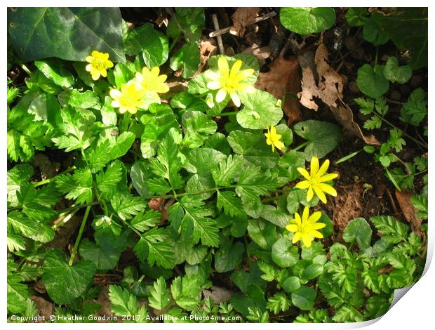 Old fashioned Celandine. Print by Heather Goodwin