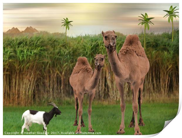 The Camels. Print by Heather Goodwin