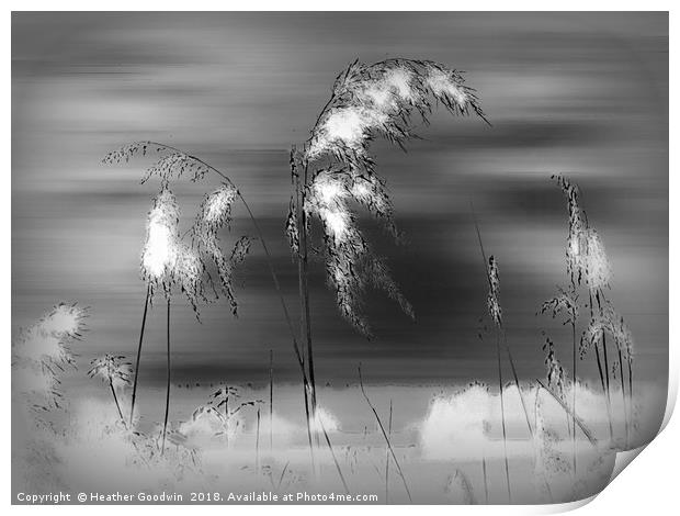 Windblown Reeds Print by Heather Goodwin