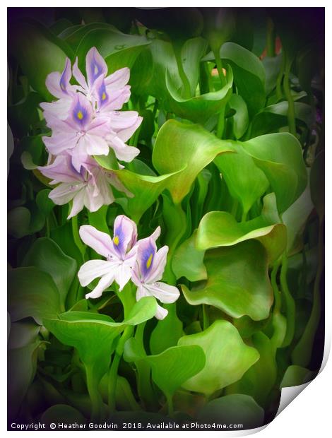 Water Hyacinth Print by Heather Goodwin